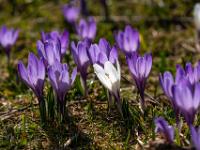 Weißer Krokus in violetter Blütengruppe